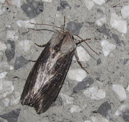 Noctuidae? S, Egira conspicillaris